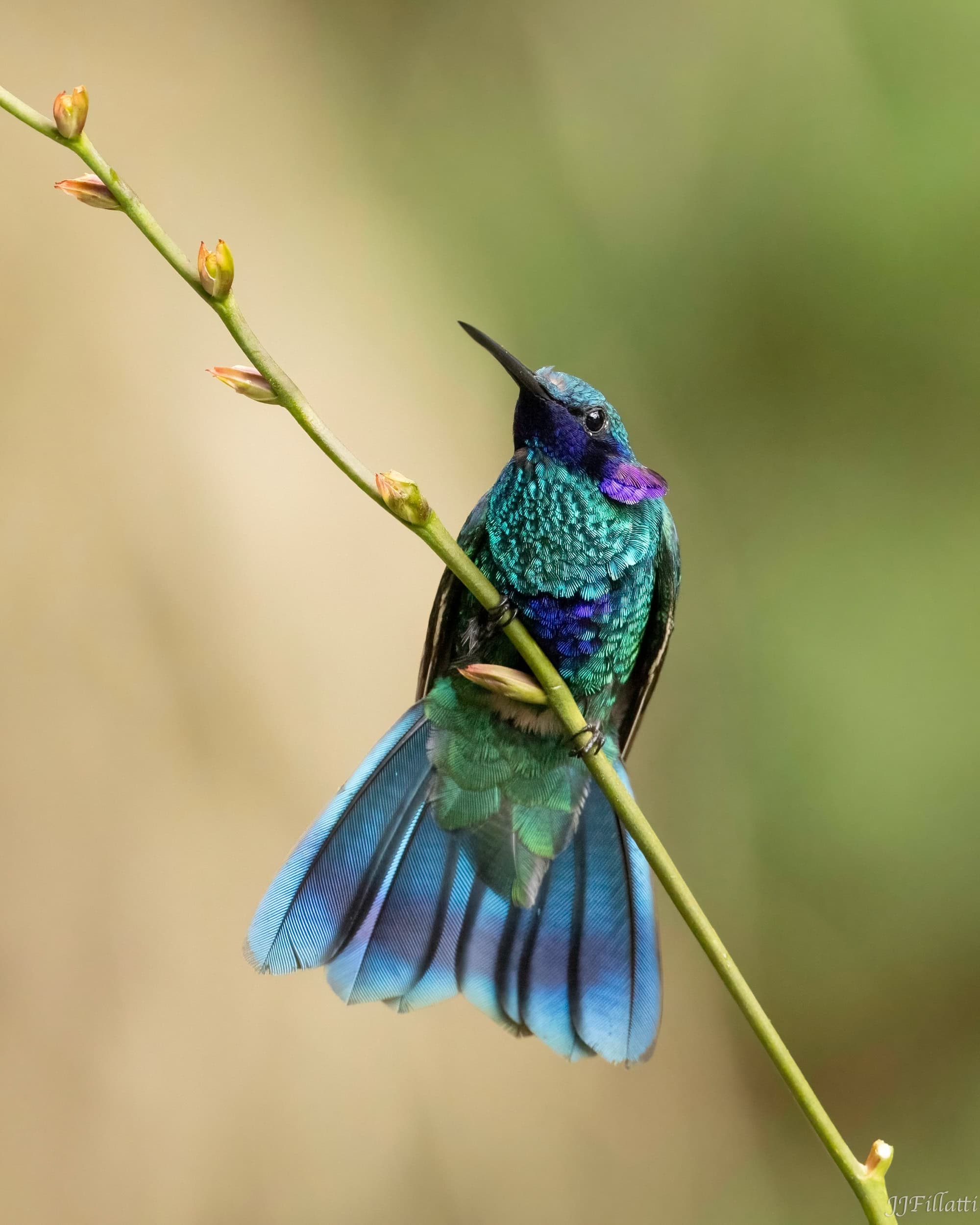 bird of colombia image 62